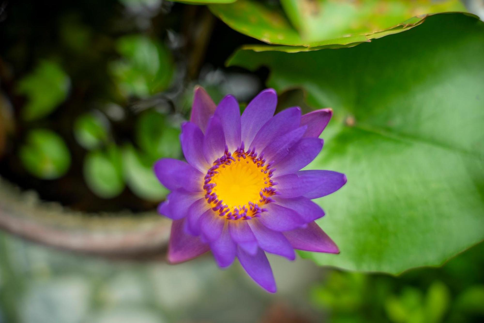 Tam Coc Minh Hung Homestay Ninh Binh Eksteriør billede